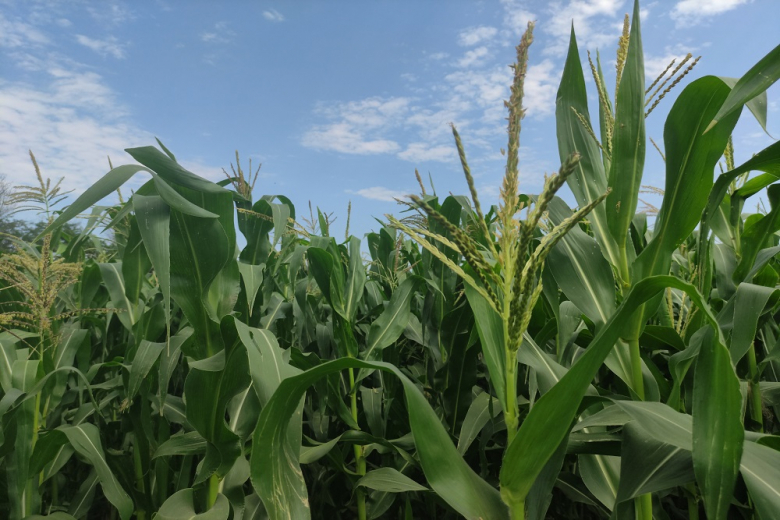 Рязанских аграриев застукали за выращиванием ГМО-кукурузы 